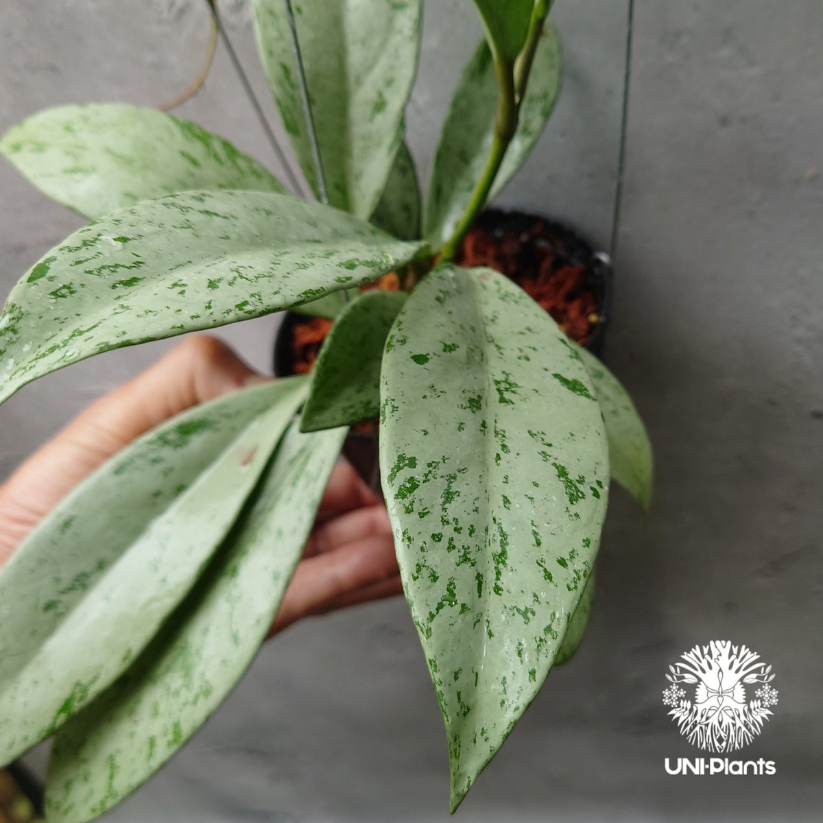 Hoya Pubicalyx silver ghost 希少 ホヤ プビカリクス シルバーゴー