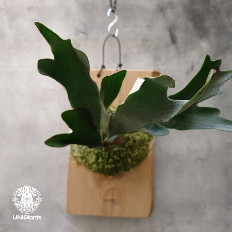 Platycerium hillii dwarf ビカクシダヒリードワーフ シダ植物 Plat