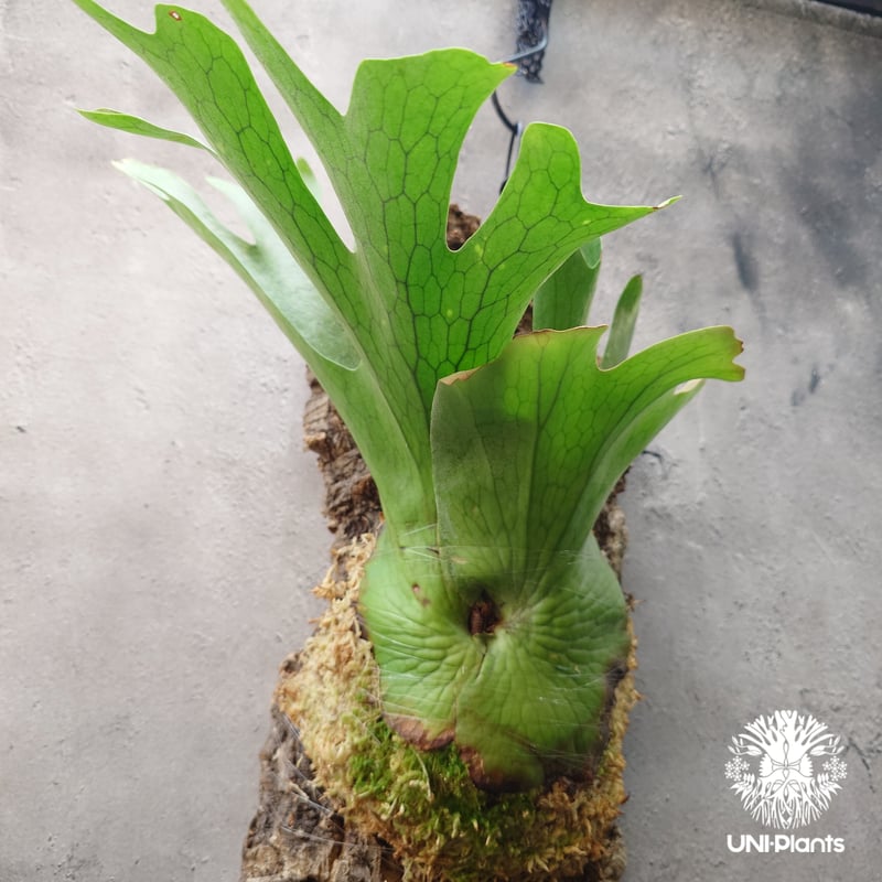 ビカクシダ ホルタミー Platycerium holttumii ビカクシダ原種 Plat