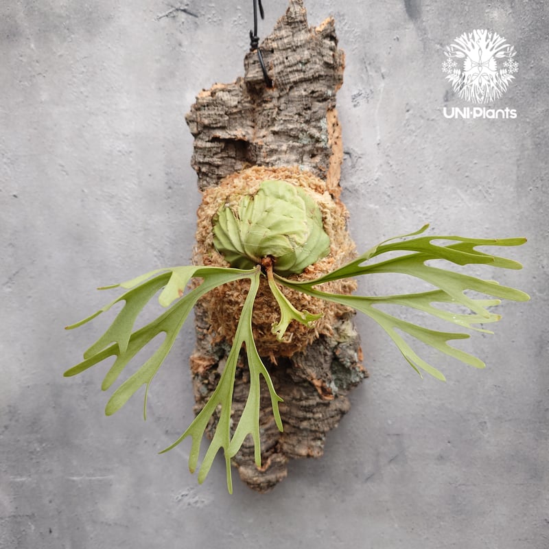 Platycerium ridleyi Pakarang ビカクシダ リドレイ パカラン ビカ