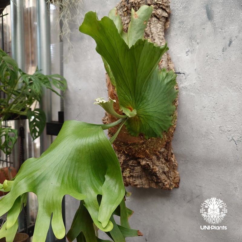 Platycerium coronarium Thin ビカクシダ コロナリウム シン ビカク