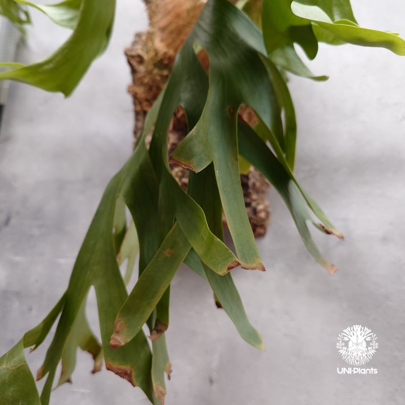 Platycerium coronarium Thin ビカクシダ コロナリウム シン ビカク