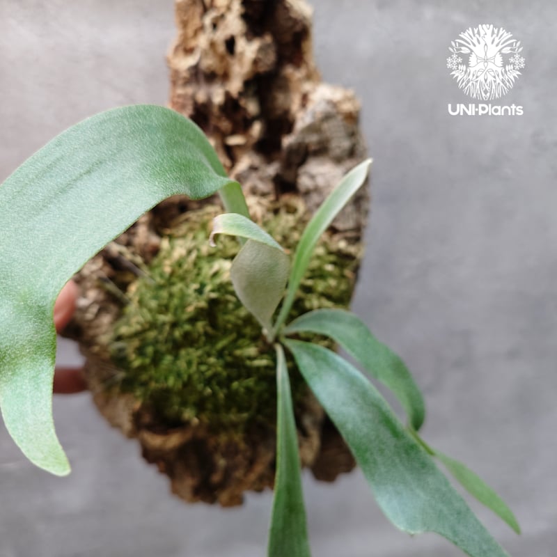 Platycerium Jib Jib (pup)(P. willinckii x P. bi