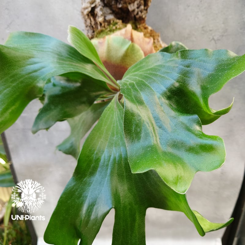 ビカクシダ ヒリードラゴン Platycerium hillii cv.Dragon コウモリ