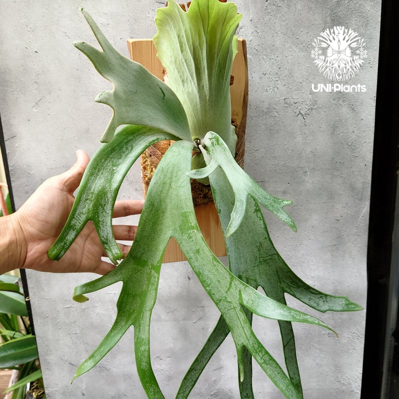 ビカクシダ ウィリンキーcv.インドネシア Platycerium willinckii cv