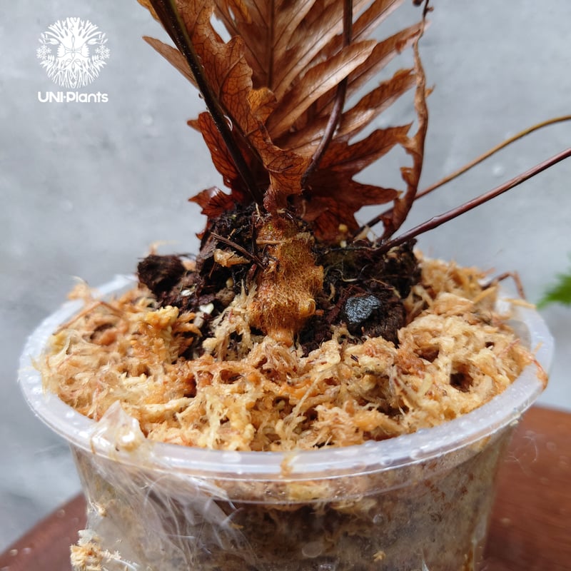 ドリナリア リギュドラ ホワイティ E103 ドリナリア リギュドラ