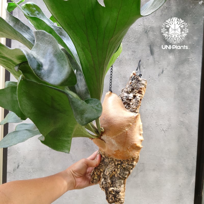 ビカクシダ ヒリードラゴン Platycerium hillii cv.Dragon 大株 コ