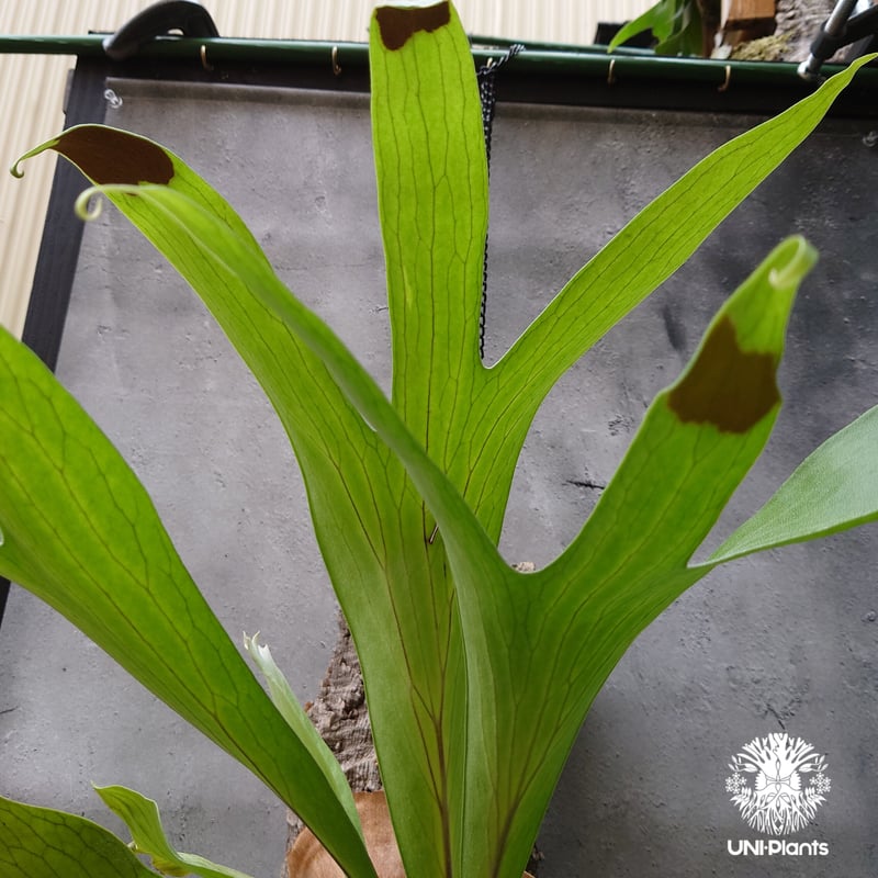 大株! ビカクシダ アルシコルネ Platycerium alcicorne コウモリラン ビ