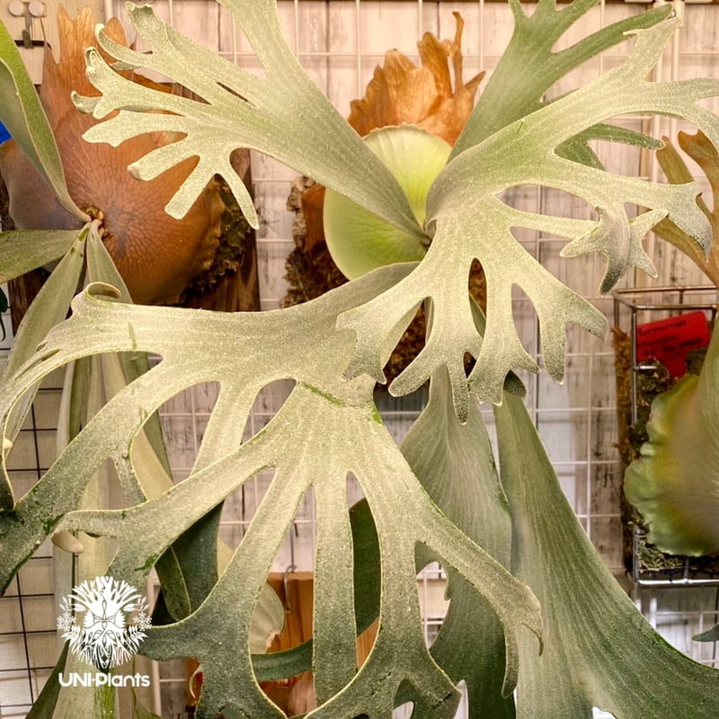 Platycerium Banna #A (pup) ビカクシダ バンナ #A (子株) ビカ