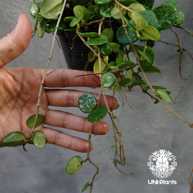 Hoya Mathilde splash ホヤ マチルダ スプラッシュ ホヤ植物 斑入り Ho