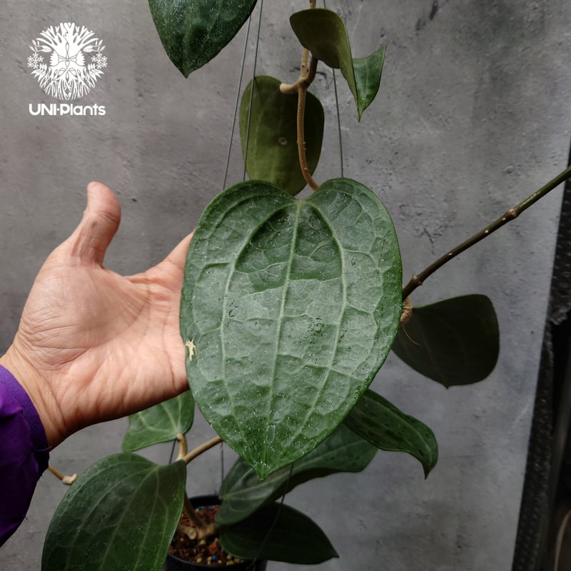 Hoya Latiforia ホヤ ラティフォリア 大ぶり!! ホヤ 植物 ホヤの花
