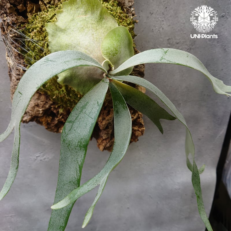 Platycerium Foongsiqi ビカクシダ フーンシキ ビカクシダコルク着生