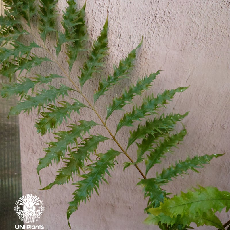 Drynaria rigidula `whitei ドリナリア·リギデュラ'ホワイティ' 観葉