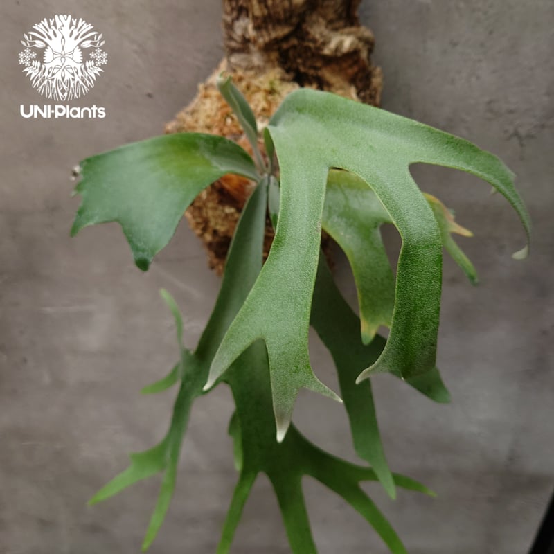 ビカクシダ ウィリンキーcv.バリ Platycerium willinckii cv.Bal