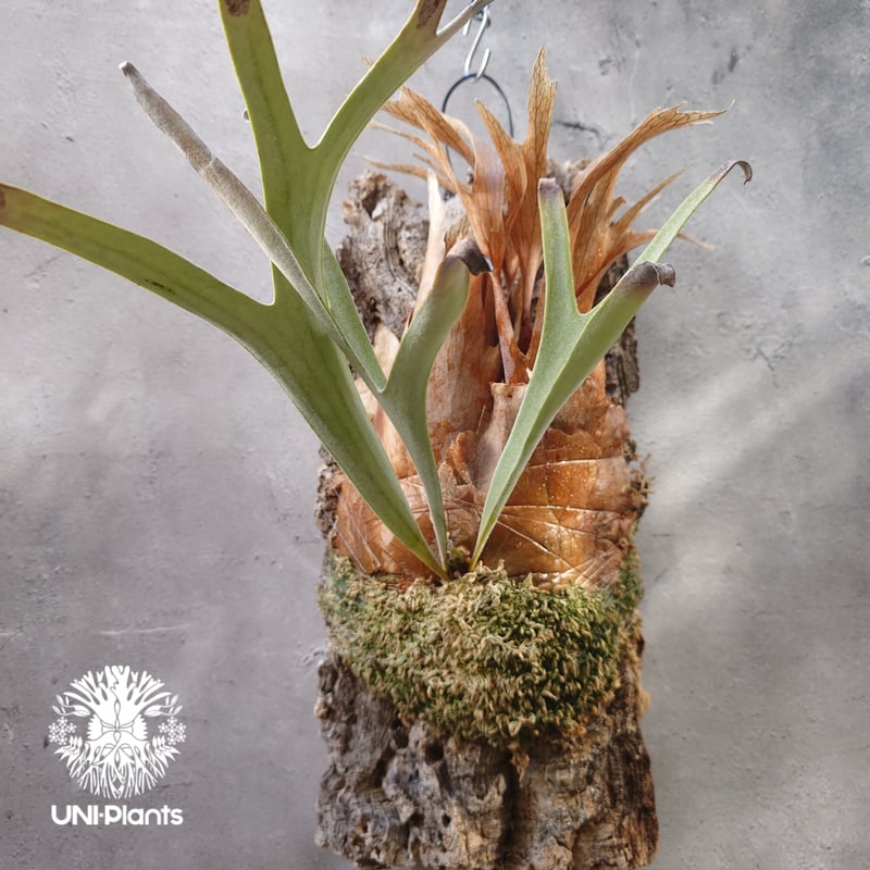 ビカクシダ ベイチー(子株) Platycerium veitchii(pup) コウモリラン