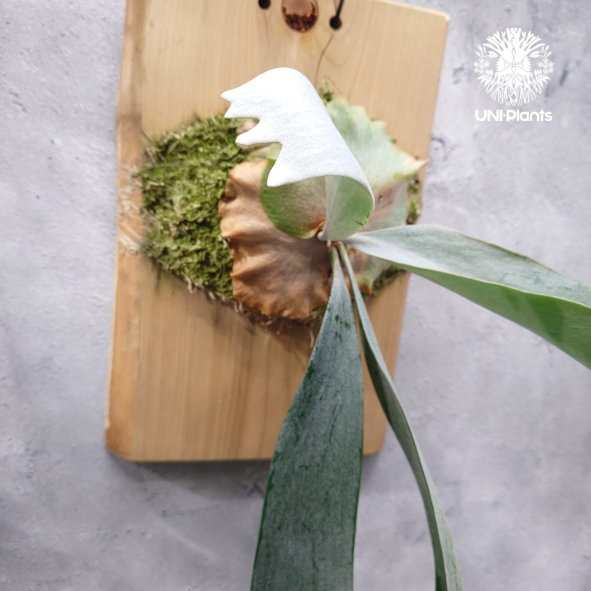 Platycerium Saikeaw(P.andinum x P.willinckii) ビ