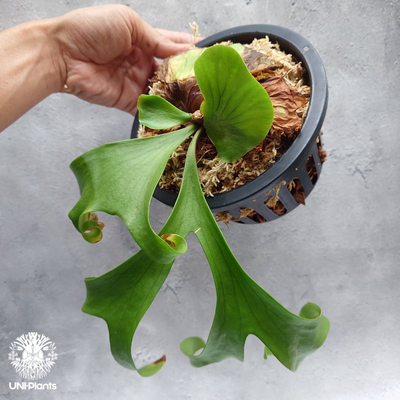 BIG8ページX505 A268リドレイ、コロナリウム BIG8ページX505 A268