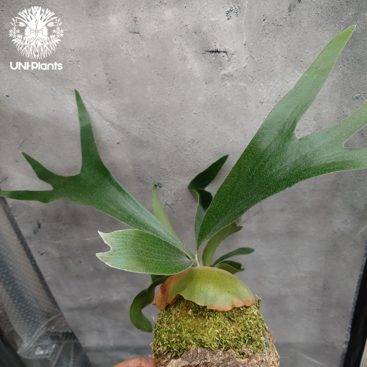 Platycerium sp.(mix spore) ビカクシダ ミックススポア ビカクシダ