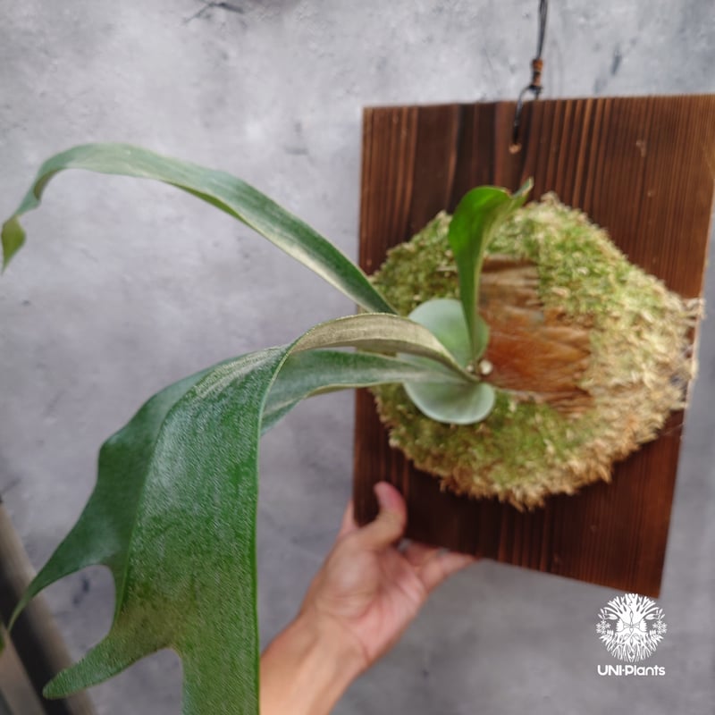 国内繁殖株・一点物】Platycerium sp.｜希少株｜(P.bifurcatum cv