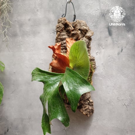 ビカクシダステマリア | STORES