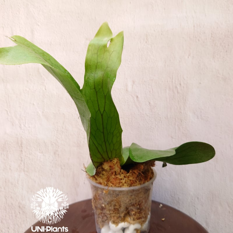 初入荷! ビカクシダ ホルタミー Platycerium holttumii コウモリラン