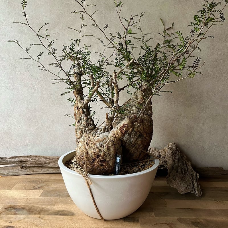 オペルクリカリア パキプス ダブルヘッド【230503】 | 塊祭