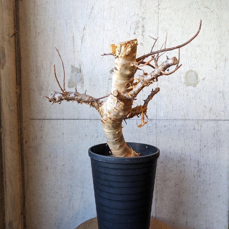 コミフォラ | はなつみ