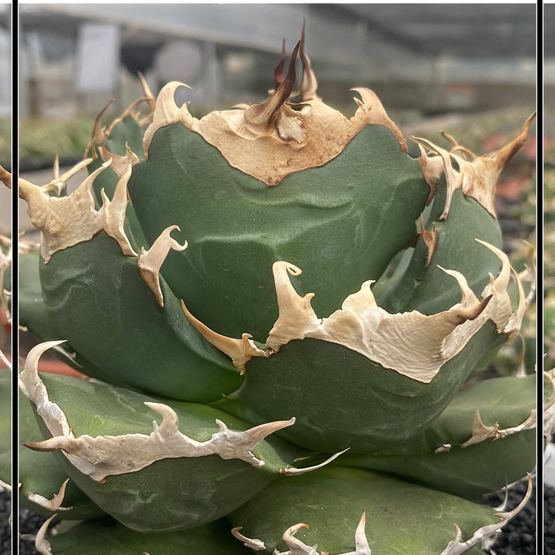 ✨SPECIAL PRICE第2弾✨ 魔丸 | A.GAVE