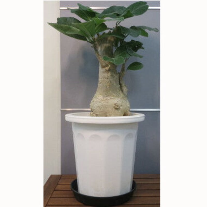 フォッケア・ムルチフローラ 特大株 | 塊根植物 ロッキー パキカウル