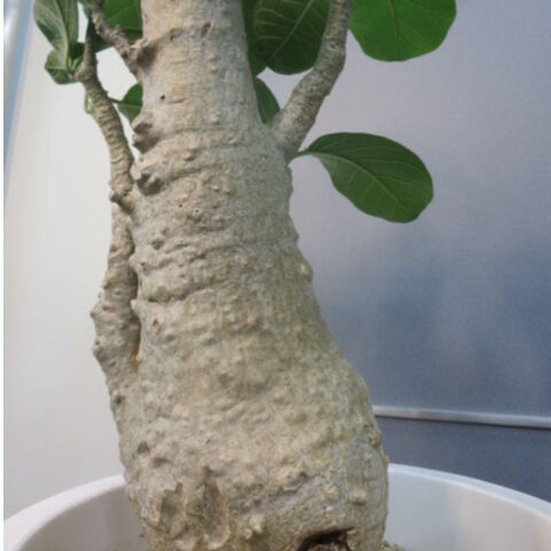 フォッケア・ムルチフローラ 特大株 | 塊根植物 ロッキー パキカウル