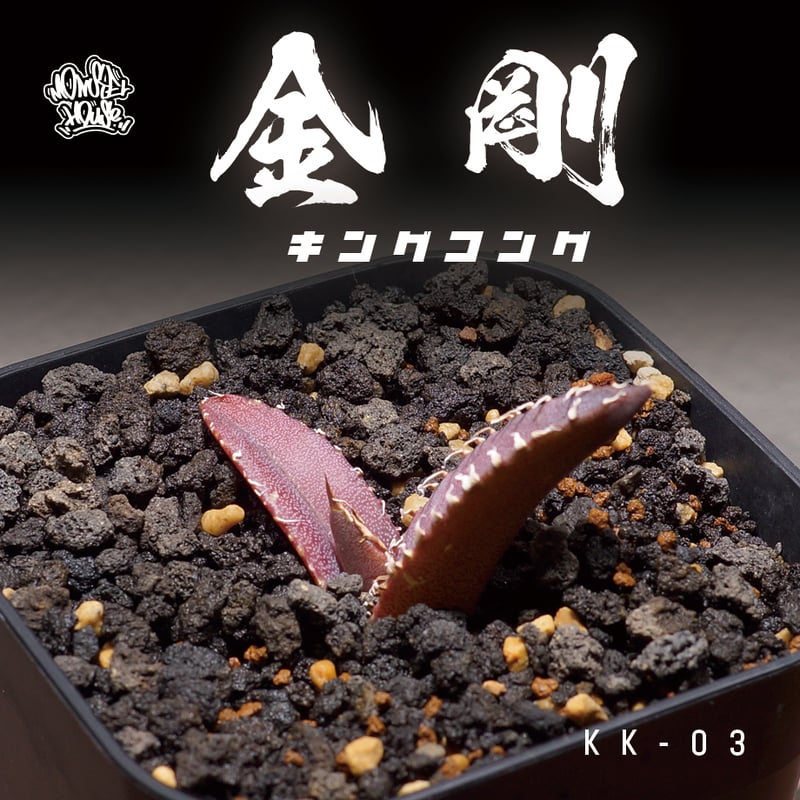 アガベ チタノタ 金剛 キングコング / KK-03 | アガベ専門店