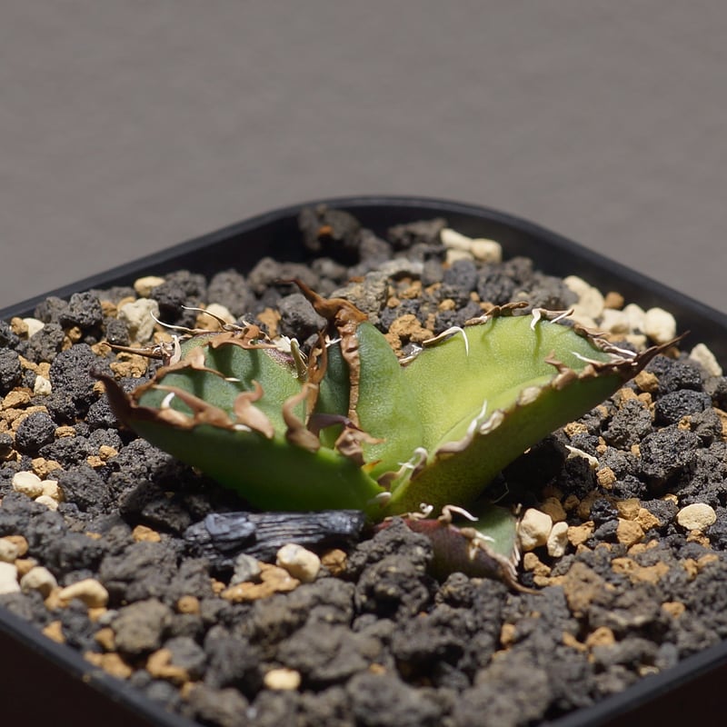 アガベ チタノタ シーザー 凱撒/cae-09 | アガベ専門店 モンスターハウス