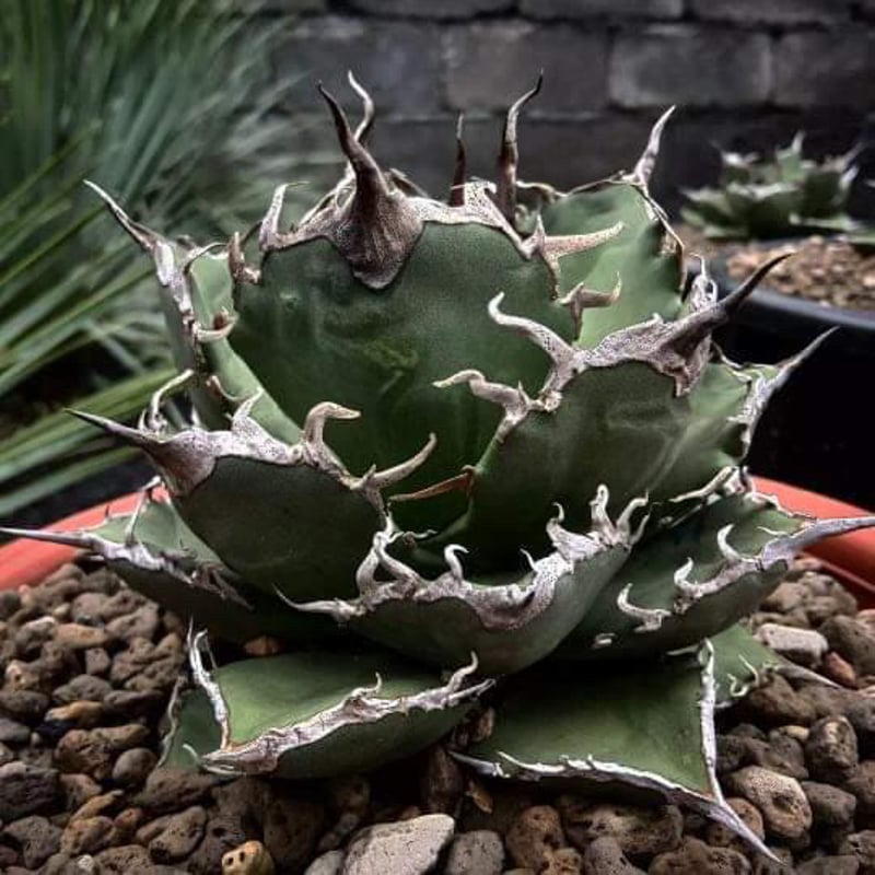 アガベ チタノタ シャークソウイ 子株（SS-04） | アガベ専門店