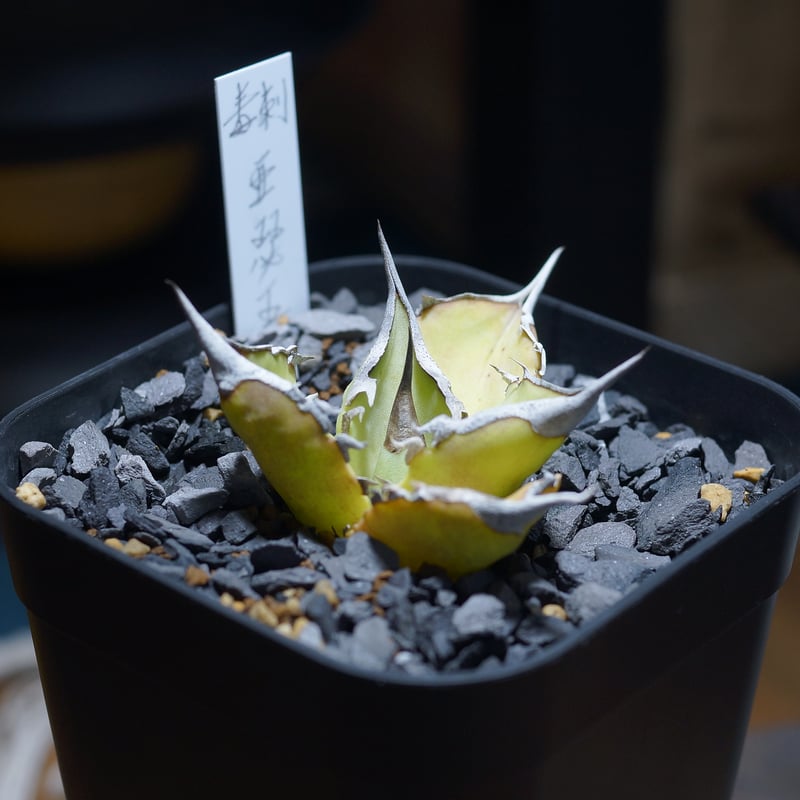 アガベ チタノタ キングアーサー/ 毒刺産 ka-01 | アガベ専門店