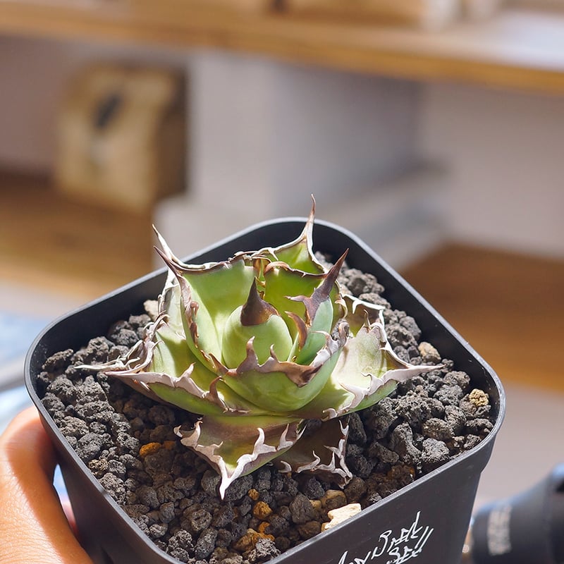 アガベ チタノタ ハデス / 黒帝斯 HD-04 | アガベ専門店 モンスターハウス