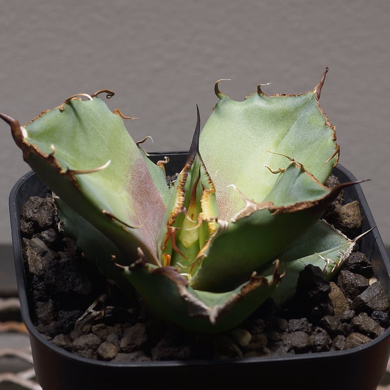 アガベ チタノタ 黒豹/子株 BP-07 | アガベ専門店 モンスターハウス