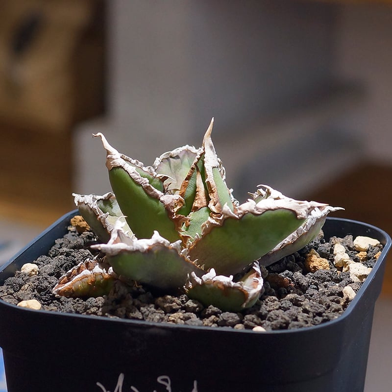 アガベ チタノタ 狼人 RN-02 | アガベ専門店 モンスターハウス