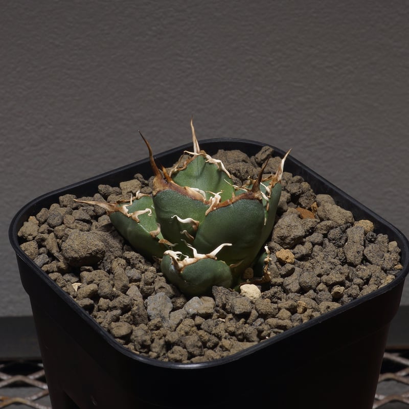 アガベ オアハカ オテロイ/ox-03 | アガベ専門店 モンスターハウス