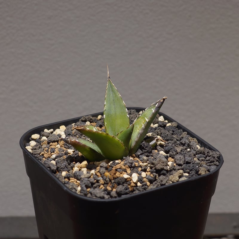 アガベ チタノタ ハデス / 黒帝斯 HD-01 | アガベ専門店 モンスターハウス