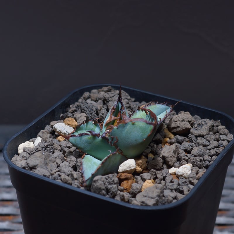 アガベ チタノタ ブラックアンドブルー/bb-24 | アガベ専門店