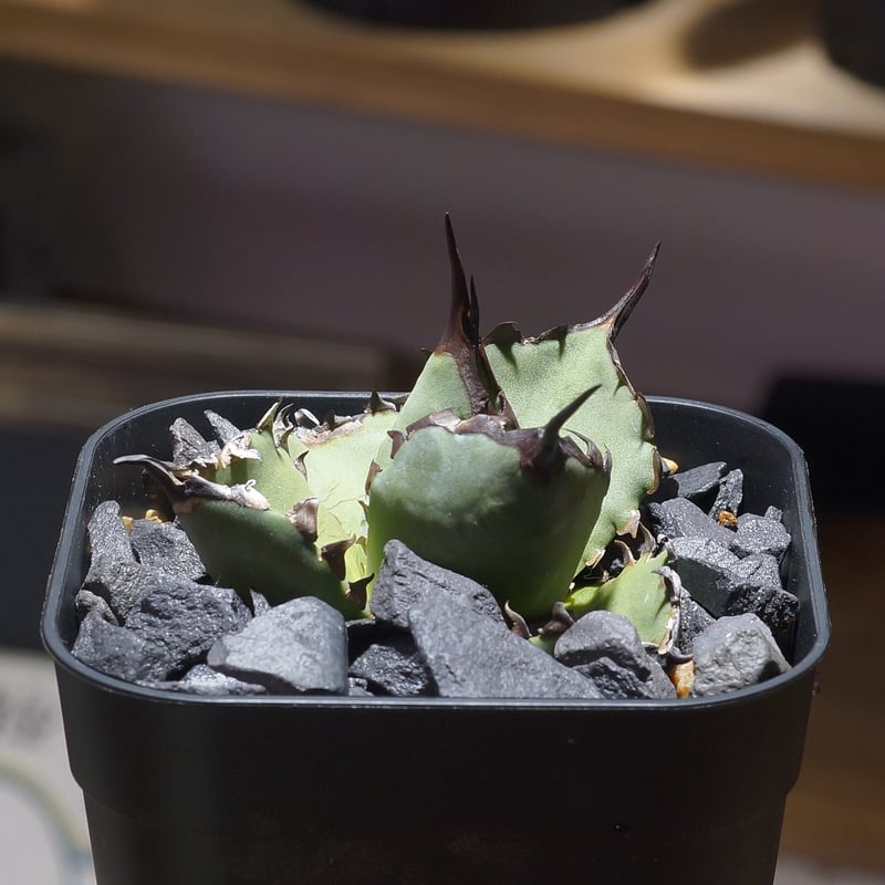 アガベ チタノタ ブルー実生/ Dragon Agave産 bs-04 | アガベ専門店 モ