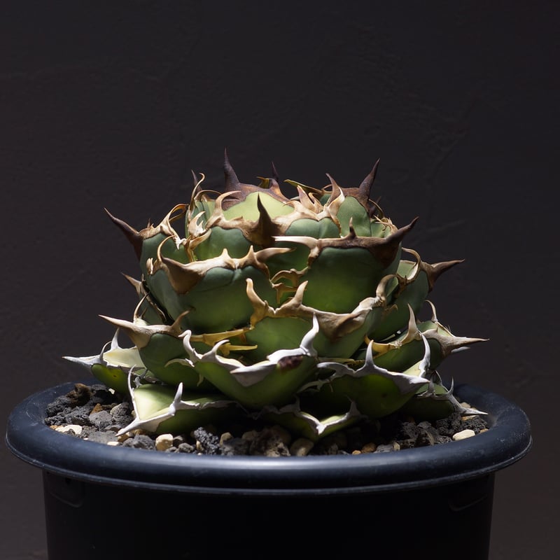 アガベ オアハカ オテロイ OX-01 | アガベ専門店 モンスターハウス