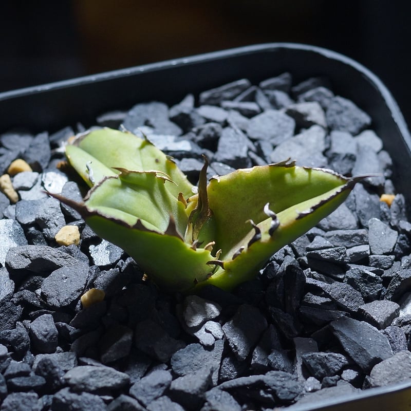 アガベ チタノタ 白犀牛/ 毒刺産 wr-05 | アガベ専門店 モンスターハウス