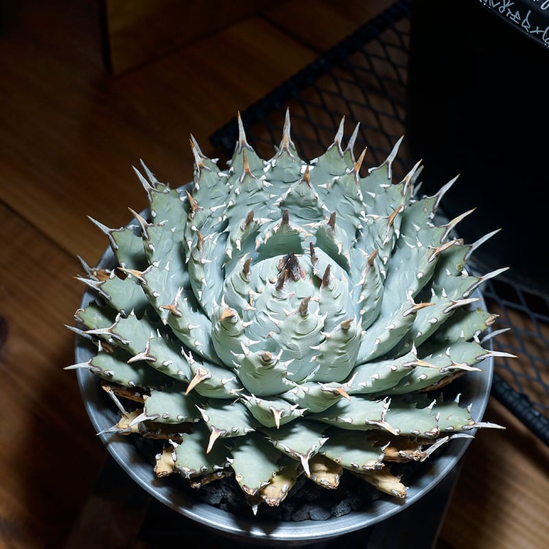 アガベ ユタエンシス エボリスピナ / ES-09 | アガベ専門店 モンスター