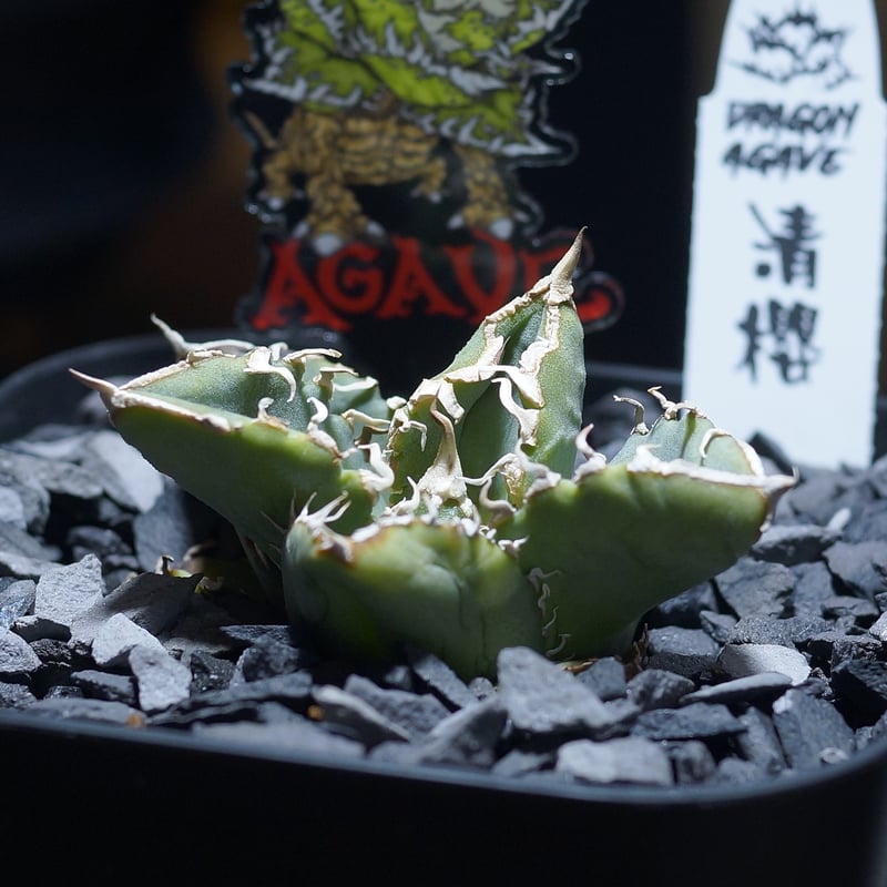アガベ チタノタ 清櫻/ Dragon Agave産 so-01 | アガベ専門店 モンスタ