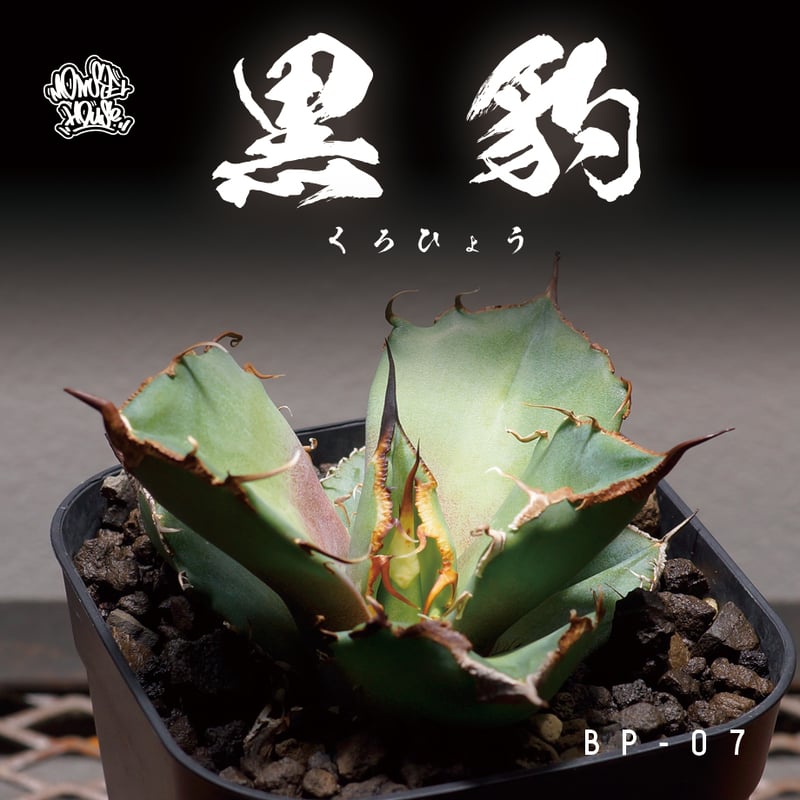 アガベ チタノタ 黒豹/子株 BP-07 | アガベ専門店 モンスターハウス
