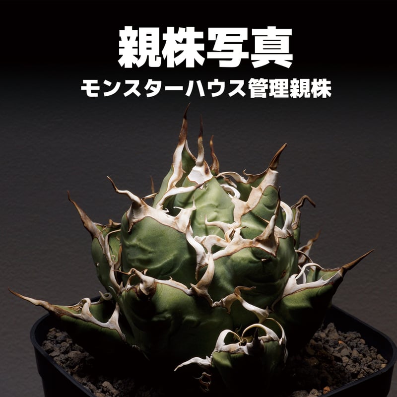 アガベ オアハカ オテロイ/ox-02 | アガベ専門店 モンスターハウス