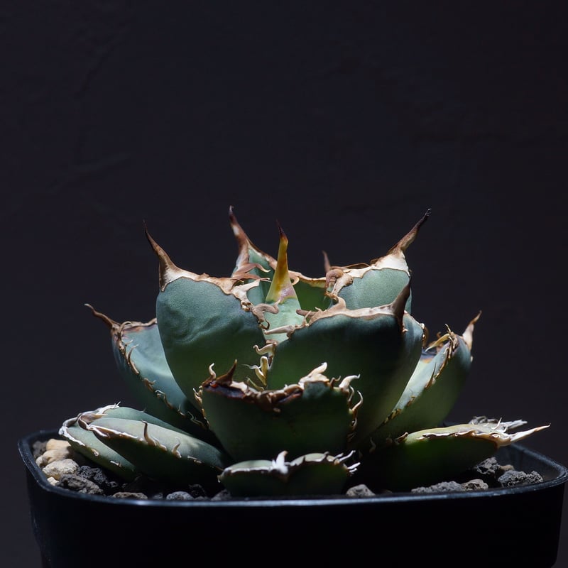 アガベ オテロイ FO-76（F-12）【強棘選抜】 | アガベ専門店