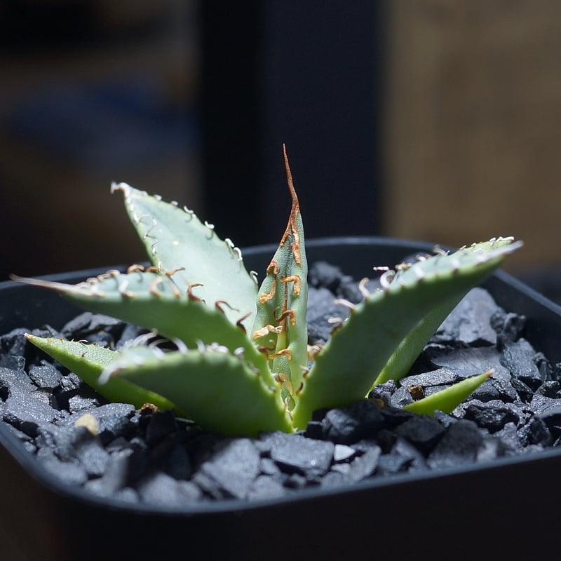 アガベ ハイブリッド 妖炎×姫厳竜/ Y×H-14 | アガベ専門店 モンスター