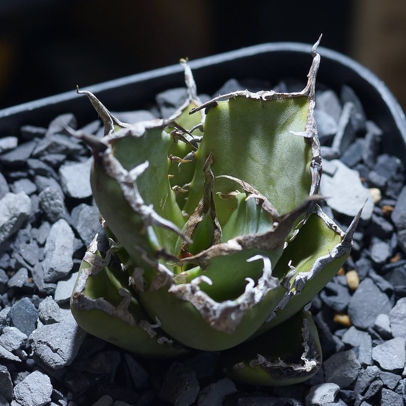 アガベ チタノタ 黒犀牛/ Berlin産 BLR-02 | アガベ専門店 モンスター